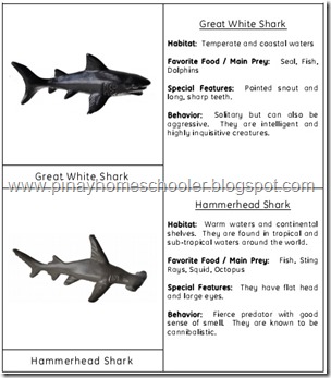 FREE SHARKS MATCHING AND FACT CARDS