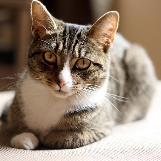 Hd-177263-ascw177263