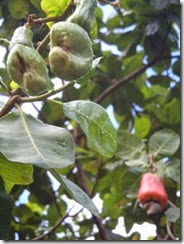 cashew fruit and nuts