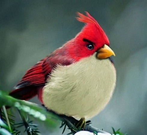 Real-Life-Angry-Birds-001