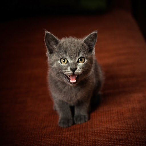 Hd-184616-ascw184616