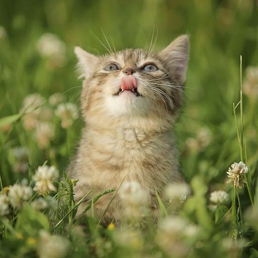 Hd-159916-ascw159916