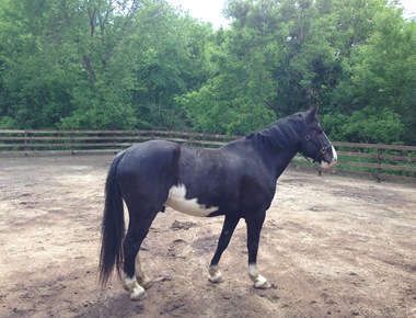 Jasper;Horses;Dark River Farm 108