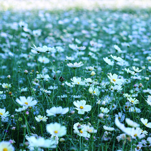 Hd-142176-ascw142176