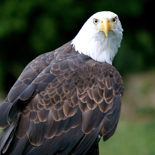 Hd-177991-ascw177991