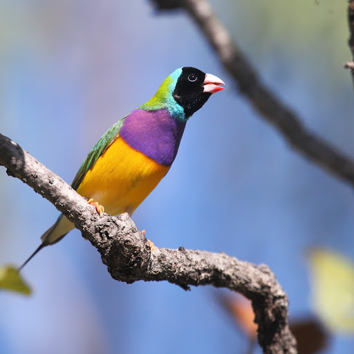 Hd-183972-ascw183972