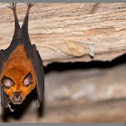 Rufous Horseshoe Bat