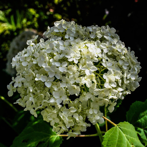 Hd-155113-ascw155113