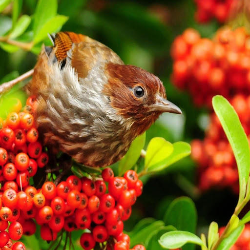 Hd-169790-ascw169790