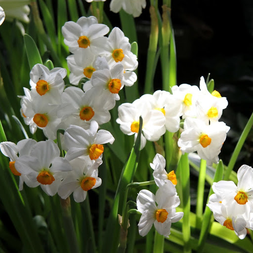 Hd-146560-ascw146560