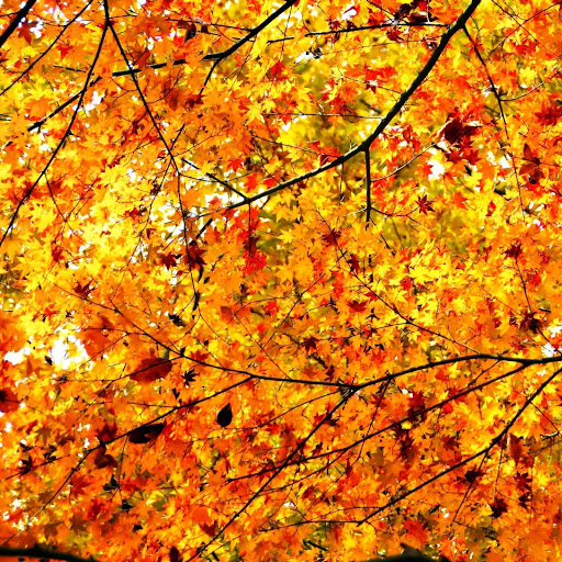 Hd-142220-ascw142220