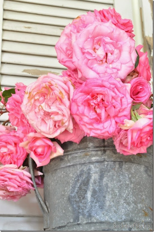 pink roses 5