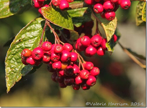 4-Cotoneaster-berries