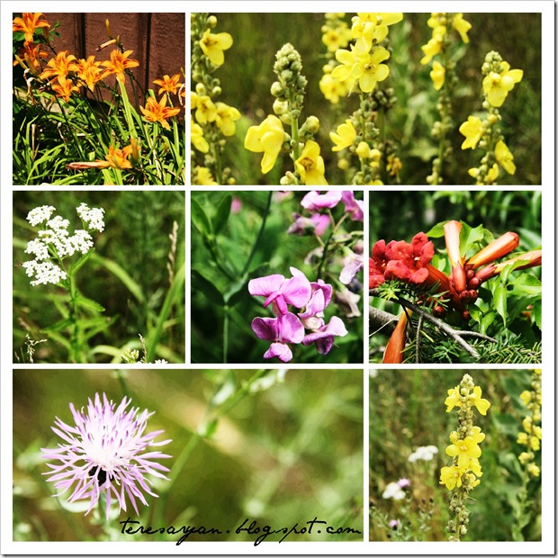 Wildflower collage