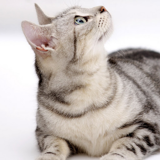 Hd-183407-ascw183407