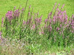 Deplasito bog..purple weed