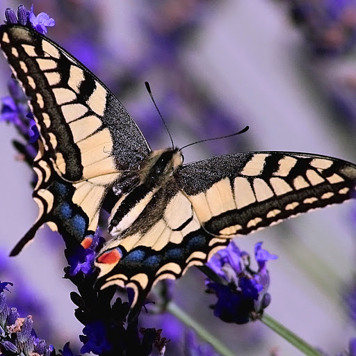 Hd-164372-ascw164372