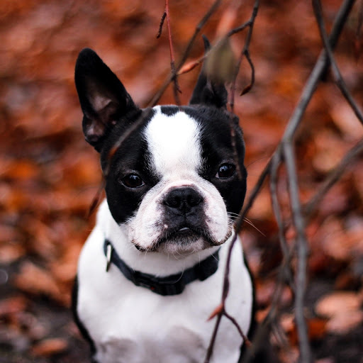 Hd-175870-ascw175870