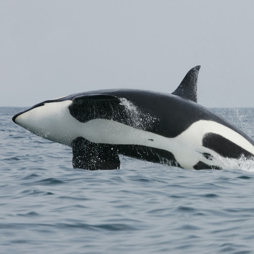 Hd-158228-ascw158228