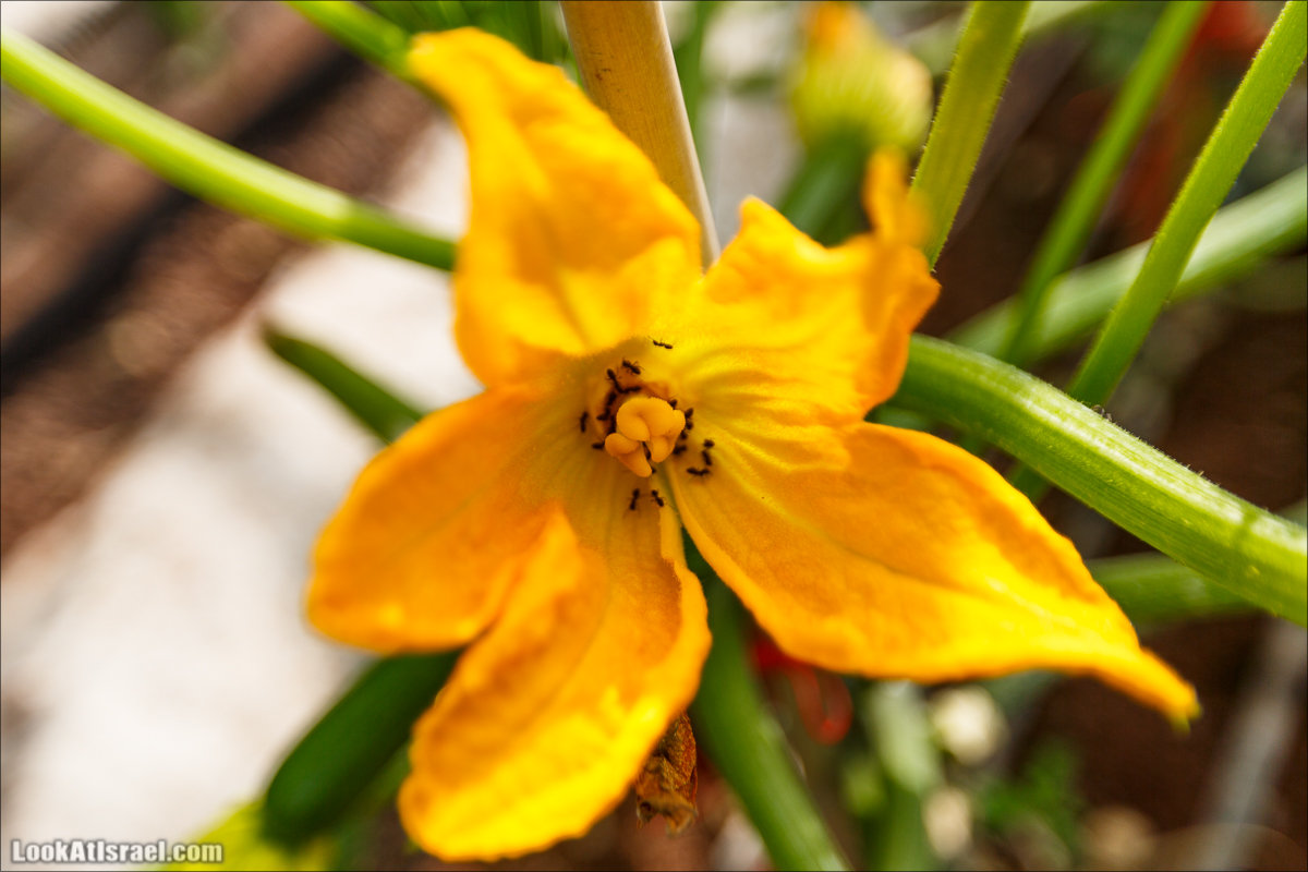 Сельскохозяйственная школа Хава бе-Эден | Hava be-Eden farm | LookAtIsrael.com - Фото путешествия по Израилю | חווה בעדן