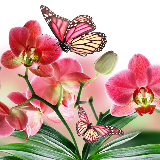 Hd-164523-ascw164523