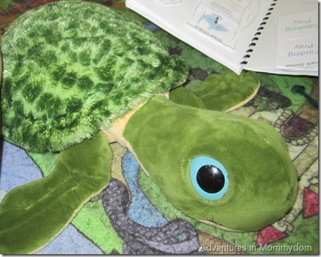 learn to identify sea turtles using toys