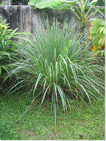 Lemon grass (Cymbopogon) plant