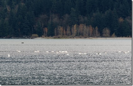 Quite a few Swans out there...along with Common Merganser