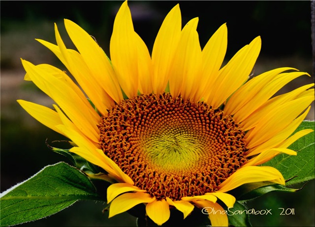 [sunflower-with-four-more-fr%255B8%255D.jpg]