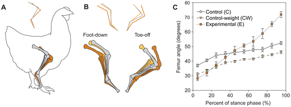 Effect of added mass and experimental tail on limb posture and kinematics.(A) Diagram showing the average limb posture during standing position of control (C), control-weight (CW), and experimental subjects (E). The stick figure above indicates the limb segment orientation among groups to visualize postural differences among treatments. Hindlimb bones and segment orientation are color-coded as in Fig. 1. (B) Diagram of the average limb posture during touch down (beginning of support phase) and during lift-off (end of support phase) of control, control-weight, and experimental animals. (C) Femur angle through the support phase for control, control-weight, and experimental subjects. Data are presented as mean ? s.e.m.