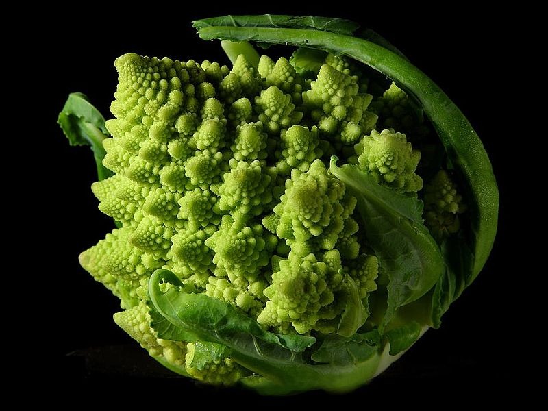 [Fractal_Broccoli%255B3%255D.jpg]