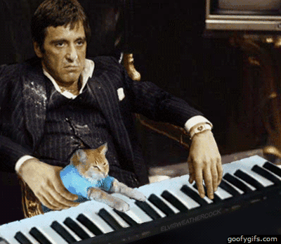  Tony Montana y su gato tocando el piano, gif divertido