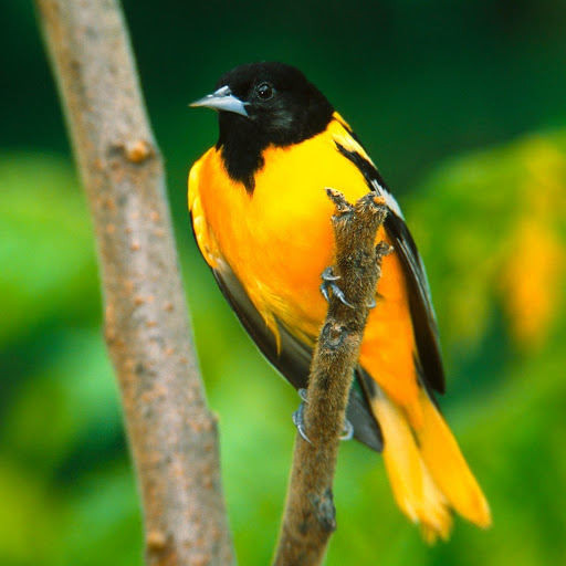 Hd-135520-ascw135520