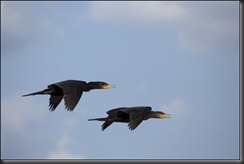 LL - birds in flight