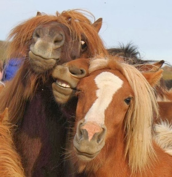 selfie-cavalos
