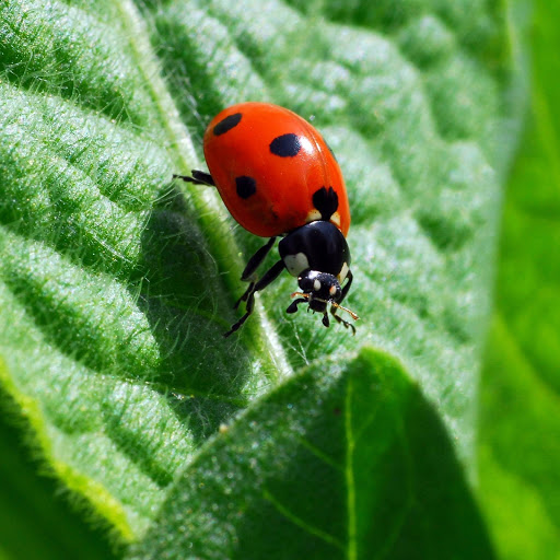 Hd-163512-ascw163512