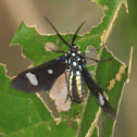 Wasp Moth