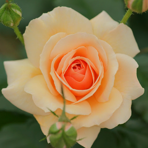 Hd-177115-ascw177115