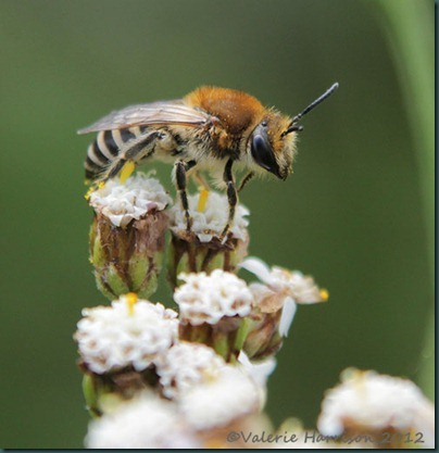 bee colletes -4