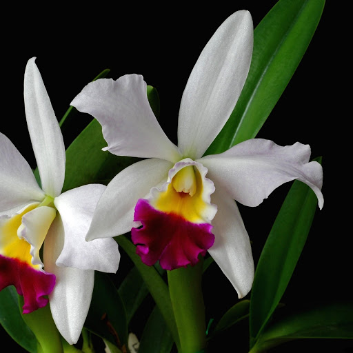 Hd-149250-ascw149250