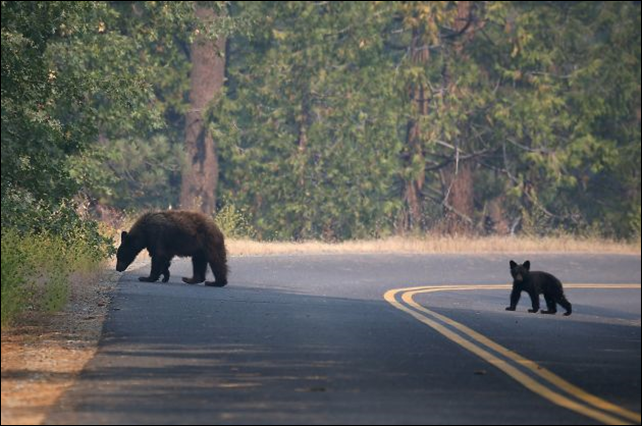 A bear and a cub cross a road in Yosemite National Park in August 2013, a sight being repeated during the warm winter of 2013/2014. With winter conditions hardly wintry this year, some bears are finding little reason to hibernate. Photo: Justin Sullivan / Getty Images