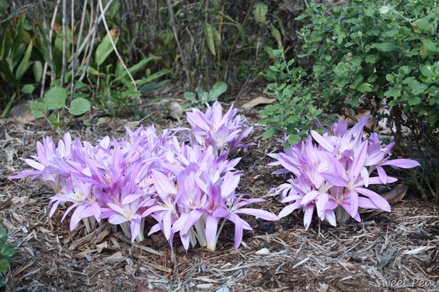 [Colchicums%255B3%255D.jpg]