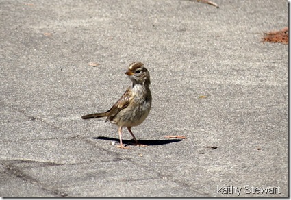 Fledgling White-crowned Sparrow