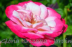 29   - Glória Ishizaka - Rosas do Jardim Botânico Nagai - Osaka