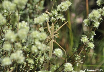 _DSC0171 _DSC0171