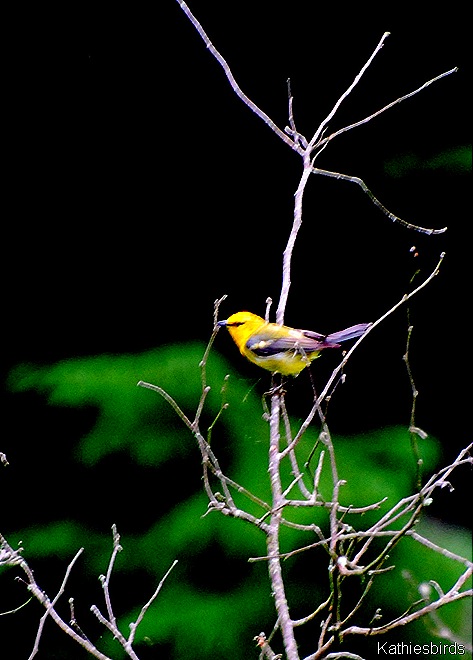 6. blurry blue-winged-kab 6. blurry blue-winged-kab