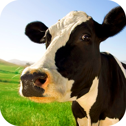 Cow Acrobat Live Wallpaper LOGO-APP點子