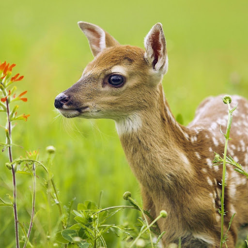 Hd-139517-ascw139517