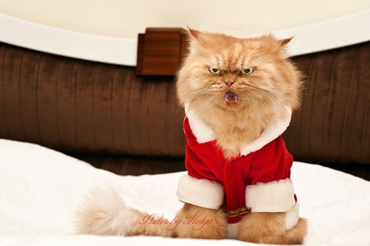 garfi-evil-grumpy-persian-cat-31__700