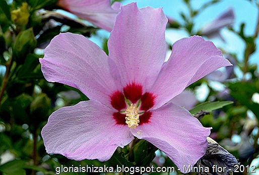 Glória Ishizaka - minhas flores - 2012 - 11